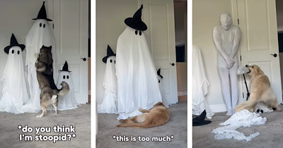 Dog dad disguises himself as a Halloween ghost and waits quietly to see how each of his huskies and golden retrievers reacts