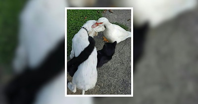 25 Unexpected Animal Friends to Restore Your Faith in the Power of Friendship (October 10, 2026)
