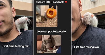 Rodent dad shares the most wholesome moment of his rat feeling the rain for the first time, shining a light on these underrated lovable pets: ‘Love your pocket potato!’ 