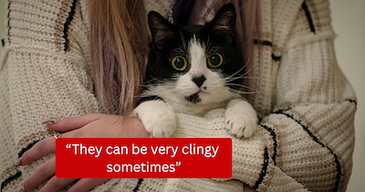 Cats complain about their hoomans, their annoying habits and how they keep invading their privacy: 'They can be very clingy sometimes!'
