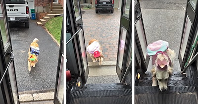 Cute doggos hop aboard the PawTrips bus with their backpacks on, ready for new adventures at dog day camp in Kitchener-Waterloo