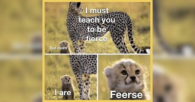 A Hurricane of Wild Animal Memes For Full Midweek Meltdowns 