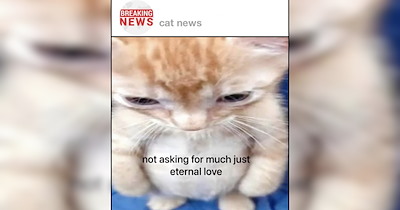 A Weather Report of Cat Memes With a 100% Chance of Warm and Fuzzies