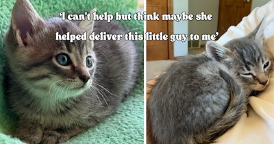 Man grieving the loss of four family members finds comfort in a tiny kitten he rescued from a window well