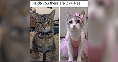 The Chronicles of Cat Memes for Nostalgic Adults Missing the Magic of Childhood