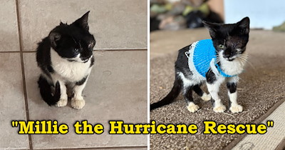 Man rescues a tiny kitten in the aftermath of a hurricane, and despite losing one eye, she gains a furrever home for life