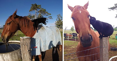 Morris the tiny cat finds his biggest bestie in Champy the horse, and 14 years later, they're still proving the sweetest friendships can come in the most unlikely sizes