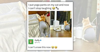 27 Heartwarming Cat Memes to Thaw Your Soul After One Look at the Fall Weather Forecast