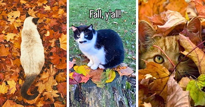 A Garden of 22 Cats Discovering the Magic of Fallen Leaves to Get You Cozy This Autumn