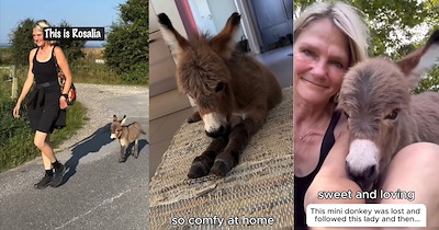 2-day-old miniature donkey Rosalia gets rejected by mom at birth, then gets adopted by kind farmers who discover that she's actually an adorably tiny troublemaker