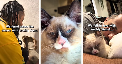 Family follows a strange sound through their house, breaks open a wall to find a kitten who meows for help; now they're on a mission to rescue his mom