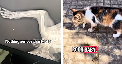 Abandoned kitten who can’t put weight on her paw gets scooped off the street and spends the first day in her new life tagging along to her rescuer’s workplace