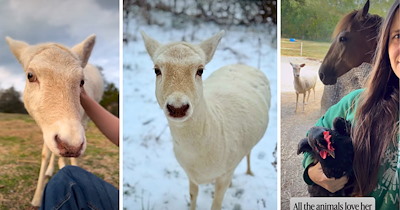 White doe wanders onto a horse farm and befriends the horses first, then the dogs, then the family, until the whole farm becomes her herd