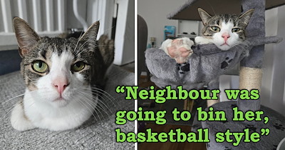 Person catches neighbor in the act of throwing their cat into the trash, stops them, adopts the cat, reports them, and turns the neighbor's trash into their most precious treasure 