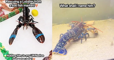 Aquatic animal lover rescues cute crustacean from fish market raising awareness for new anti-boiling laws for Lobsters  