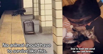 Rescuer who saved stray subway cat ignored by millions of commuters gives heartwarming update from Enzo’s furever home