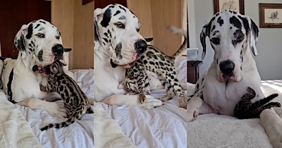 Tiny spotted Bengal kitten falls in love with sleepy Great Dane and turns the gentle giant into his purrsonal cuddle mountain