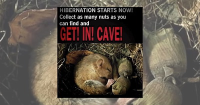 ‘Hibernation Starts Now! Collect as Many Nuts as You Can Find and Get in the Cave!’: 17 Hopecore Memes to Kick Off Fall With Energy