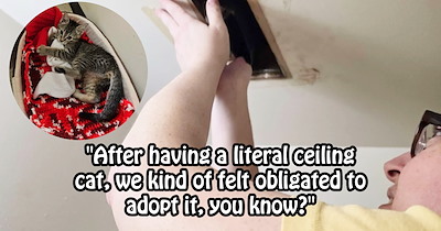 2 week old stray kitten gets furever home after meowing at new pawrents from a surprising hiding spot   