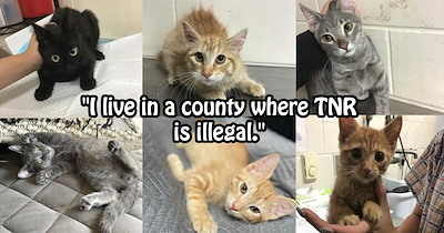 Cat lover who TNRed 20+ stray cats confronted by cat lady for ‘stealing’ her fur babies