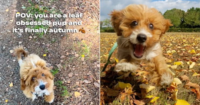 ‘Leaf, laugh, love!’: Sweet puppy dog obsessed with crunchy fall leaves goes viral and shows the world how to appreciate the little things during these cold autumn days