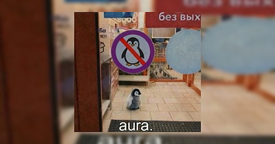 The 22 Best Penguin Memes of The Week