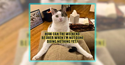 Your Weekly Binge of LOLcat Cuteness From Cat Meme Lovers Around the World