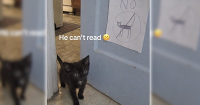24 Cute Cat Memes to Fall Into the Sweet Spooky Season With (October 13, 2026)