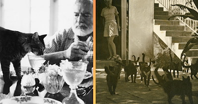 Cat Purrson of the Week, Ernest Hemingway: 'One cat just leads to another'