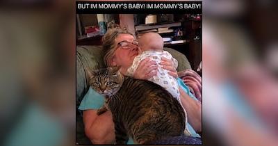 Furry Children, Full-Time Pawrents: Cat Memes for Humans Who Treat Their Kitties Like Their Kids