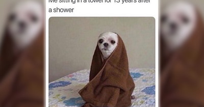 A Delightful Downpour of 25 Dog Memes to Enjoy on a Furrtastic Fall Friday