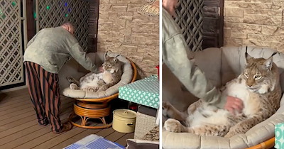 Wild Bobcat Gets a Few Gentle Head Scratches and Forgets He's Supposed to Be a Fierce Predator