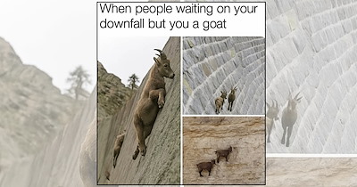 A Barnyard Full of the Funniest Farm Animal Memes Featuring the Fluffiest Little Troublemakers