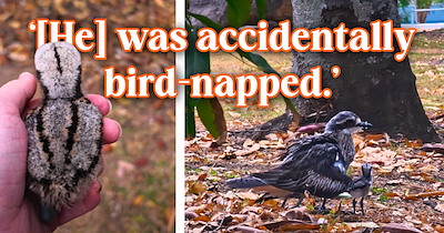 Well-meaning person brings an “abandoned” baby bird to a wildlife rescue clinic, but the veterinary nurse knows better and returns him to the exact spot where his family is waiting
