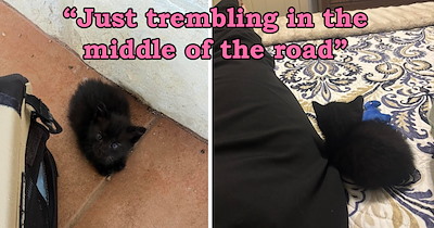 A flood leaves this newborn black kitten without a family, so a kind person saves him and gives him a new home: 'Last year, my home town flooded'