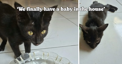Kindhearted hooman gives a black kitten a place to sleep, only for him to come back and ask for a forever home