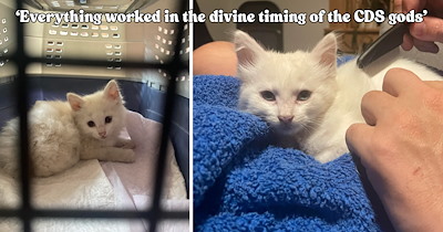 Family stops packing for a beach trip to rescue a tiny kitten from a truck, and a year later she's running the house
