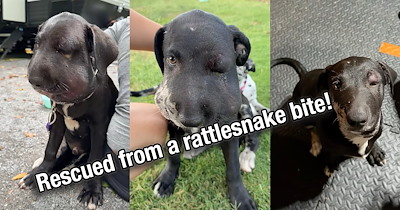 ‘He does get his happily ever after!': Couple finds two puppies lost in the woods and one is suffering a rattlesnake bite, so they rescue them just in time and adopt them into their furever home