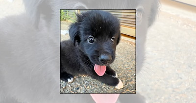 22 Precious Puppy Pictures Bringing Out Our Soft Side With Tiny Paws and Innocent Faces