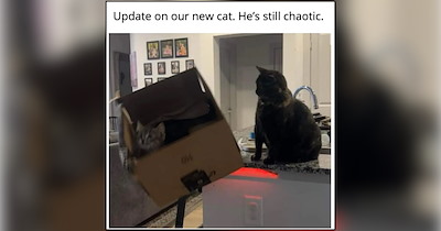 Feline Agents of Chaos Who Have Turned Their Hoomans' Homes Into Absolute Mayhem