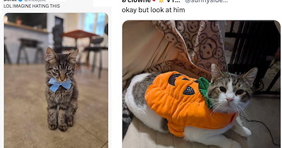 Person declares that cats are evil and don't care about their owners, but cat lovers have a very different opinion