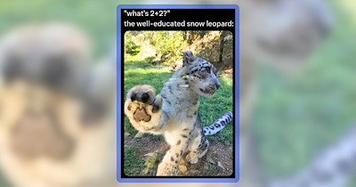 25 Big Cats, Big Hearts, and Big Memes for Your Big Day