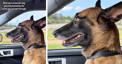 Brave Belgian Malinois Gets Scared by Thunderstorm and Adorably Fails Trying to Convince His Mom He's Okay