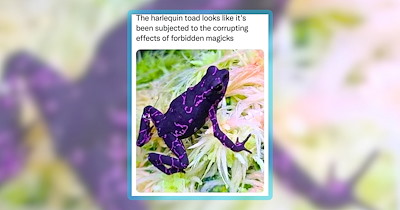 26 Amphibian Animal Antics for When You Need Axolotl of Smiles