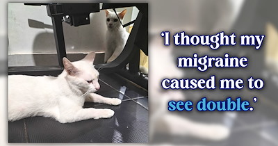 Woman opens her doors for a breeze during Super El Niño and thinks her heat migraine caused her to see double: ‘Nope, it’s an actual second cat looking like our cat.’