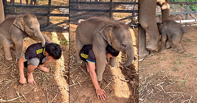 Baby Elephant Requests a Piggyback Ride From His Human Friend, but Gets Shy and Runs to Mom 