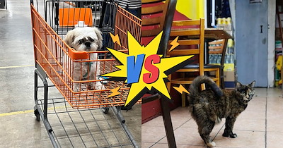 Reddit poll exposes doggo double standard over pet presence in grocery  establishments, why can cats chill while dogs are disgusting