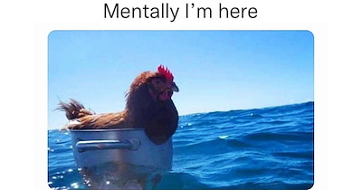 23 Relaxing Animal Memes for Overworked Employees Who Can’t Afford a Massage