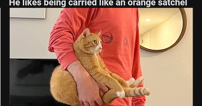 20 Cute Cat Memes fur When You’re Curled Up like a Croissant on the Couch