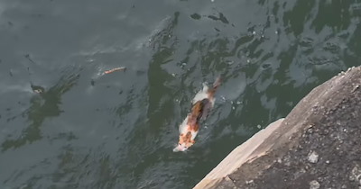 Kitty falls down from the docks, swims struggling to go back to shore, and kind hoomans go out of their way to rescue him and bring it back to firm land 